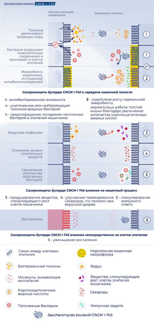 Сахаромицеты буларди что это такое сахаромицеты. Смотреть фото Сахаромицеты буларди что это такое сахаромицеты. Смотреть картинку Сахаромицеты буларди что это такое сахаромицеты. Картинка про Сахаромицеты буларди что это такое сахаромицеты. Фото Сахаромицеты буларди что это такое сахаромицеты